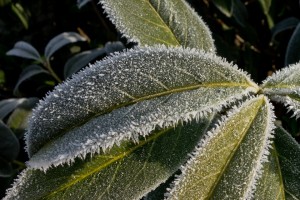 Kälte – was uns am Wochenende blüht…