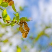 Allergiker: Belastung durch Pollen nimmt zu