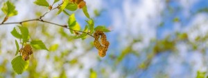 Allergiker: Belastung durch Pollen nimmt zu