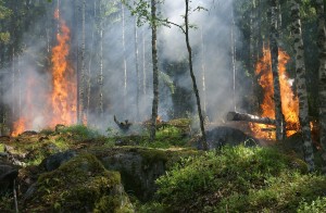 Im Osten erhöhte Waldbrandgefahr