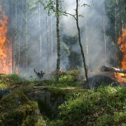 Aktuell: Trockenheit und mehrere Waldbrände in Deutschland