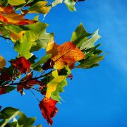 Warum wird das Laub im Herbst bunt und warum wirft der Baum es ab?
