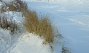 Starke Schneefälle durch Ostseeeffekt möglich