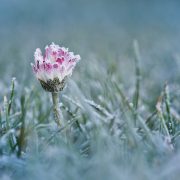 Österreich: Am Dienstag morgens Frost – tagsüber durchziehende Schneeschauer!
