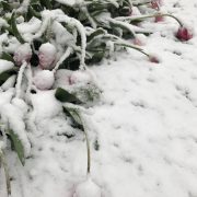 Westösterreich: Schneefälle bis in viele Täler – auf den Bergen über 50cm Neuschnee!