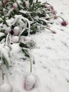 Westösterreich: Schneefälle bis in viele Täler – auf den Bergen über 50cm Neuschnee!