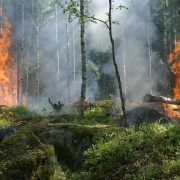 Die negativen Seiten der Hitze – Trockenheit, Waldbrandgefahr und mehr