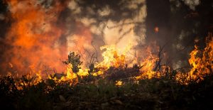 Verheerende Buschbrände in Kalifornien