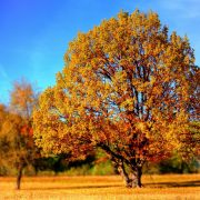 Goldenes Oktoberwetter zum Wochenende