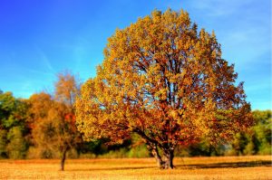 Goldenes Oktoberwetter zum Wochenende