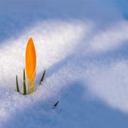 Österreich: Von Tag zu Tag kälter – am Wochenende zeitweise Schnee
