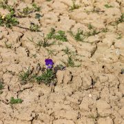 Trockenheit besonders im Süden – kaum Regen in Aussicht