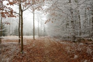 Kalte Ostlage ab dem Wochenende – Schnee nächste Woche möglich