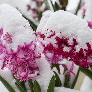 Wintereinbruch mit teils kräftigem Schneefall bis ins Tiefland